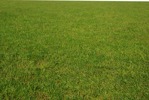 Cut grass grass  (9751) - miniature