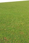Cut grass grass  (9750) - miniature
