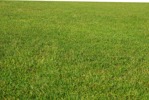 Cut grass grass  (9875) - miniature
