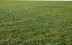 Cut grass grass  (9874) - miniature