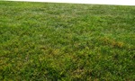 Cut grass grass  (9872) - miniature