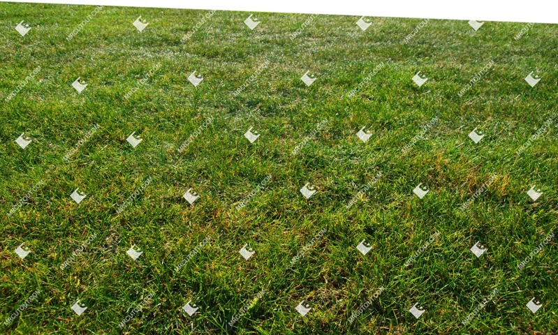 Cutout cut grass grass png vegetation (9872)