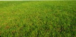 Png cut grass grass png vegetation (10011) - miniature
