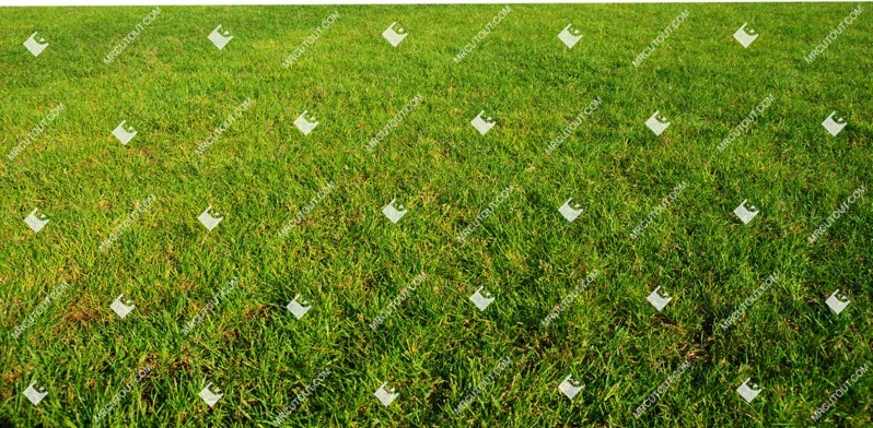 Png cut grass grass png vegetation (10093)