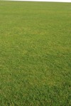 Cut grass grass  (10091) - miniature