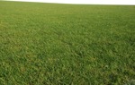 Png cut grass grass png vegetation (9984) - miniature