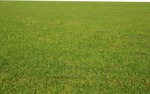Cut grass grass  (9983) - miniature