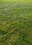 Cut grass grass  (9982) - miniature