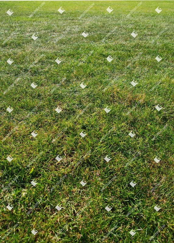 Cutout cut grass grass png vegetation (9982)