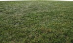 Cut grass grass  (9981) - miniature