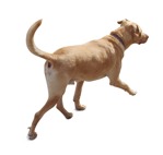 Dog png animal cut out (1436) - miniature