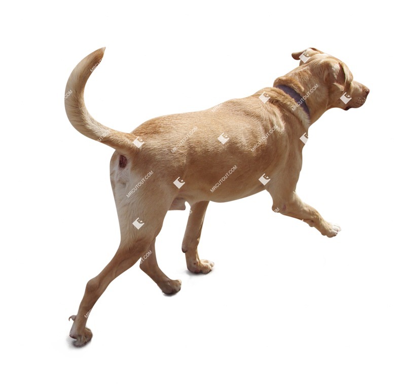 Dog png animal cut out (1583)