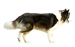 Dog png animal cut out (1439) - miniature