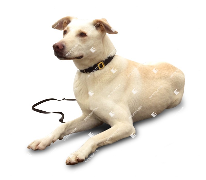 Dog cut out animal png (1624)