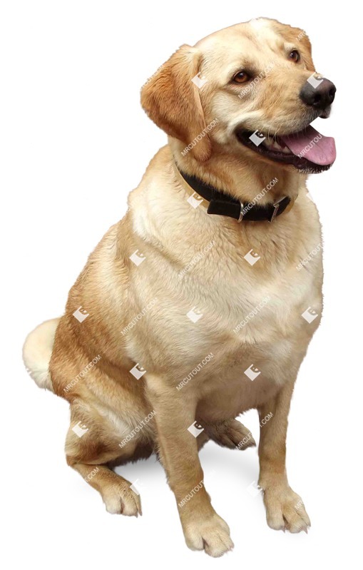 Dog png animal cut out (1747)