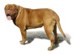 Dog png animal cut out (1603) - miniature