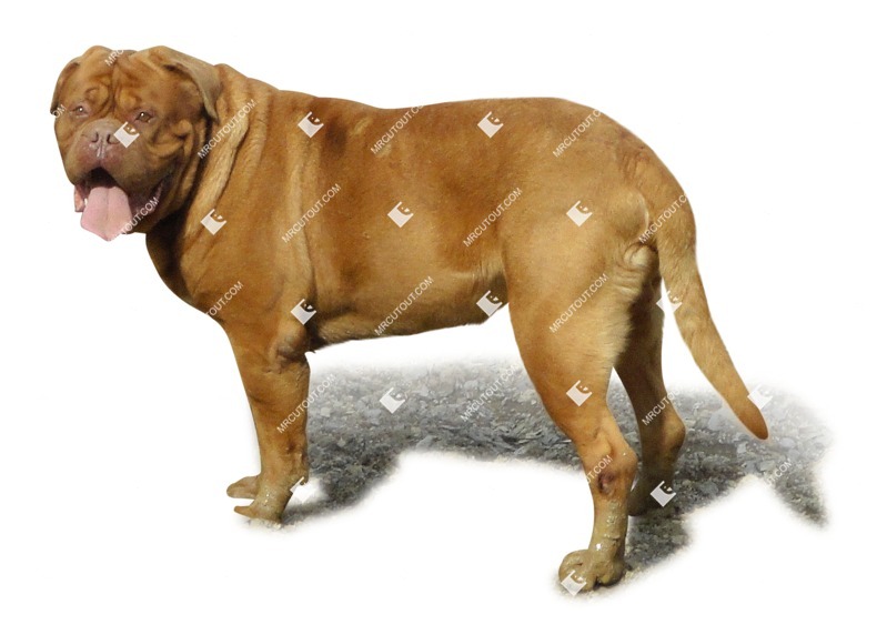 Dog png animal cut out (1749)