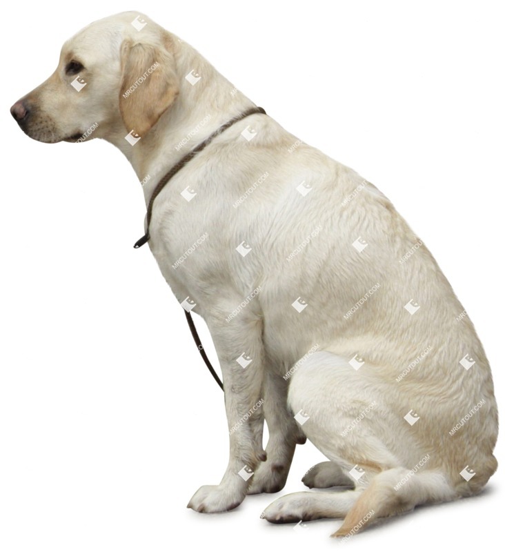 Dog cut out animal png (1782)