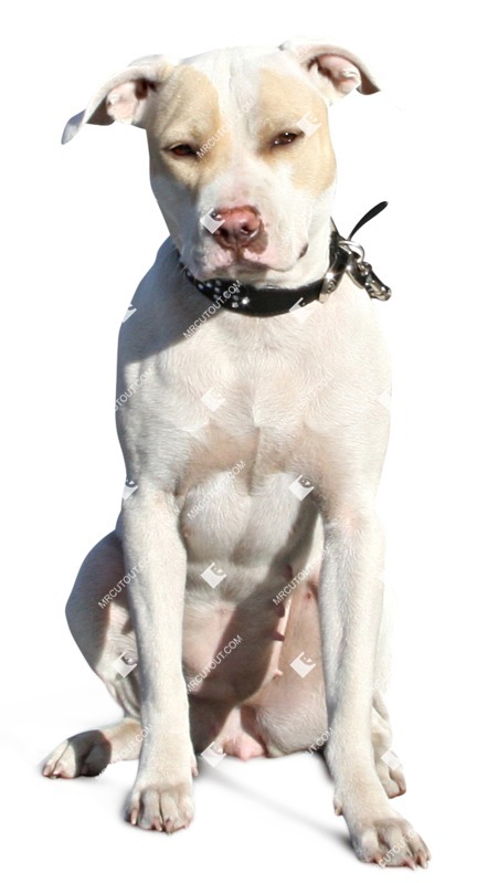 Dog cut out animal png (2102)
