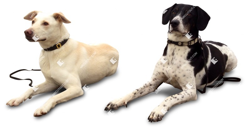 Dog cut out animal png (2125)