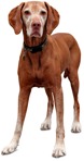 Dog png animal cut out (4548) - miniature