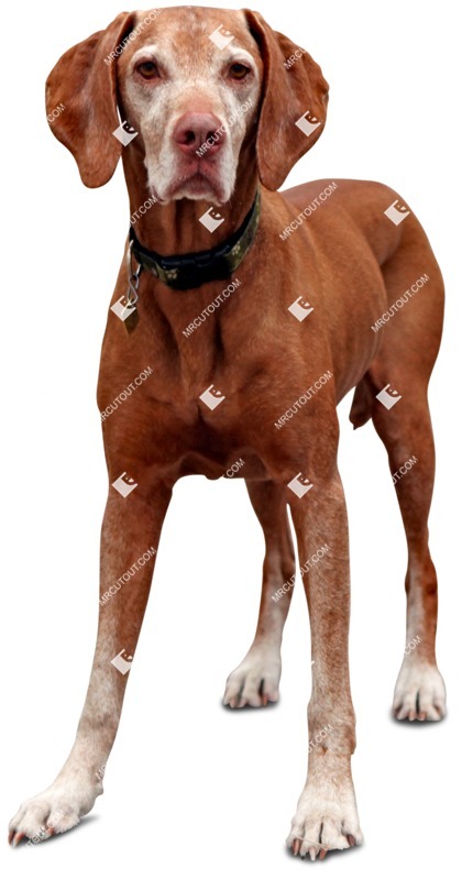 Dog png animal cut out (4695)
