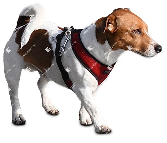 Dog png animal cut out (9100)