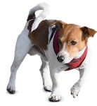 Dog png animal cut out (9338) - miniature
