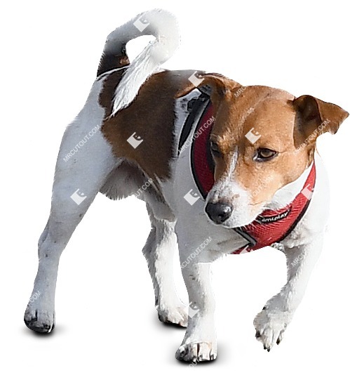 Dog png animal cut out (9031)