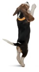 Dog png animal cut out (10003) - miniature