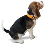 Dog png animal cut out (10004) - miniature