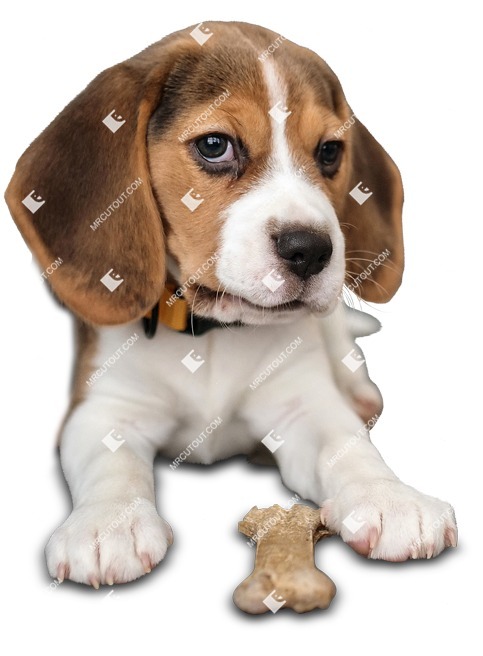 Dog png animal cut out (9867)