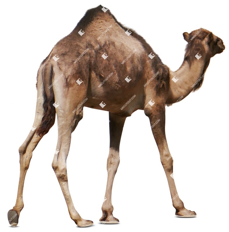 Farm animal png animal cut out (7547)