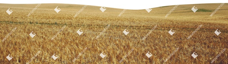 Field cut out foreground png (7328)