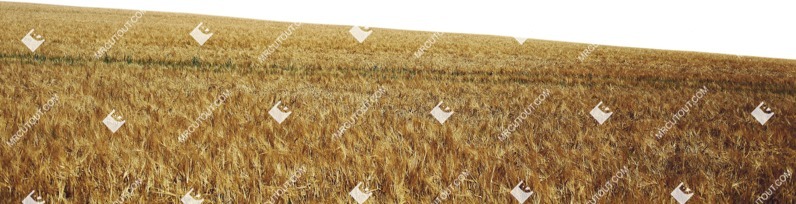 Field png foreground cut out (7827)