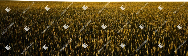 Field png foreground cut out (7826)