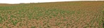 Field cut out foreground png (8681) - miniature