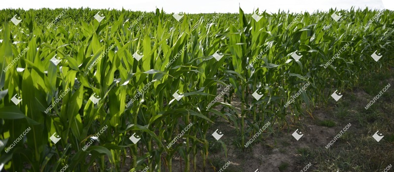 Field png foreground cut out (9035)