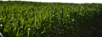 Field png foreground cut out (9349) - miniature