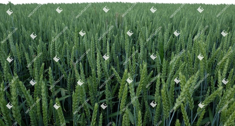 Field cut out foreground png (11825)