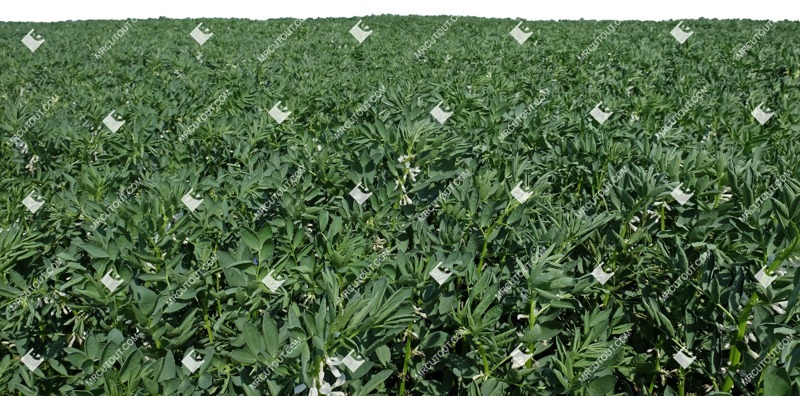 Field cut out foreground png (11824)