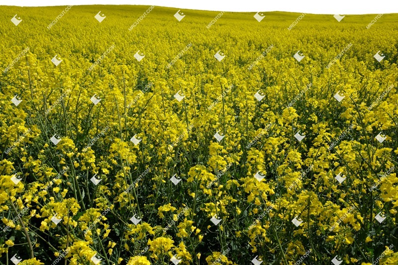 Field other foreground cut out foreground png (11826)