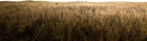 Fields png background cut out (5505) - miniature