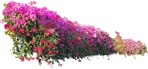Png flower png vegetation (3921) - miniature