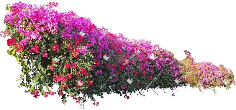 Png flower png vegetation (4061)