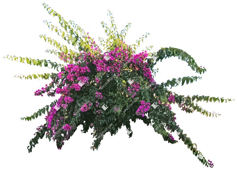 Cut out flower png vegetation (4154)