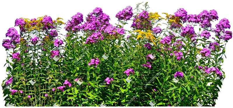 Cutout flower vegetation png (4281)