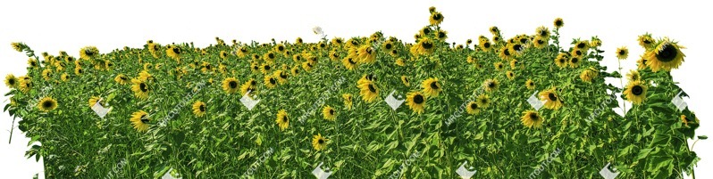Cut out flower cut out vegetation (4334)