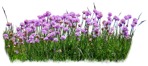 Cutout flower cut out vegetation (4335) - miniature