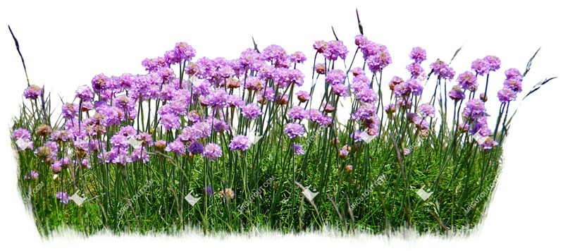 Cutout flower cut out vegetation (4335)